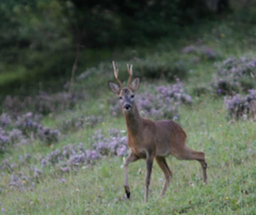 El Cotu En Cangas De Casa de Férias